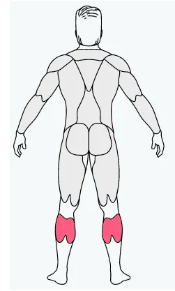 musclefit,bicep, bicep exercise equipment