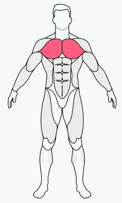 musclefit,bicep, bicep exercise equipment