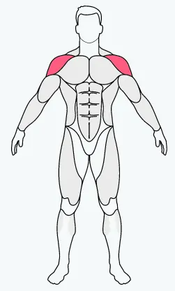 musclefit,bicep, bicep exercise equipment