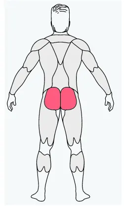 musclefit,bicep, bicep exercise equipment