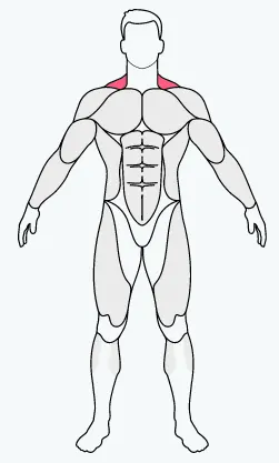 musclefit,bicep, bicep exercise equipment