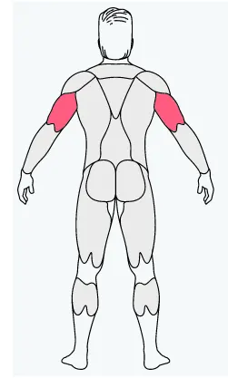 musclefit,bicep, bicep exercise equipment